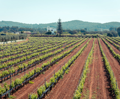 Viñedos de Bodegas Can Rich
