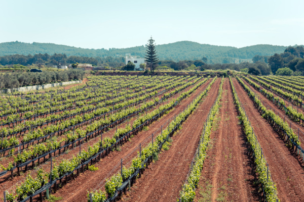 Viñedos de Bodegas Can Rich